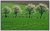 Image: Spring trees